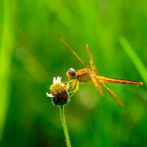 Dragonflies 4