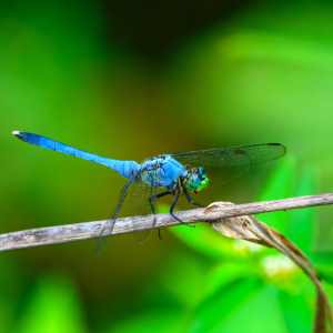 Dragonflies 16
