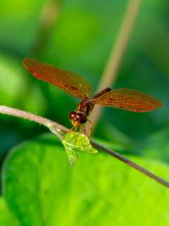 Dragonfly 9