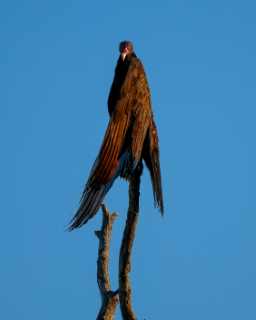 Neal and Perico Reserve