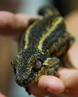 Repticon 5